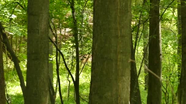 Pan Shot Cervo Che Cammina Nella Fitta Foresta Con Sbirciate — Video Stock