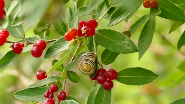 Lumaca Arroccato Vicino Frutti Rossi Vivaci Pianta Verde Con Leggero — Video Stock