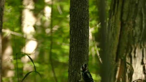 Tracciamento Colpo Coppia Picchio Peloso Facendo Mosse Strane Piccolo Albero — Video Stock