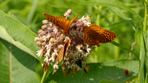 Fleur Occupée Avec Plusieurs Types Papillons Petits Insectes — Video