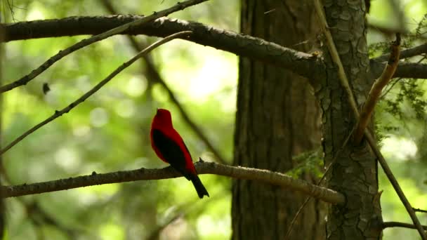 Luz Del Sol Brillando Detrás Pájaro Rojo Negro Vocalizando Bosque — Vídeo de stock