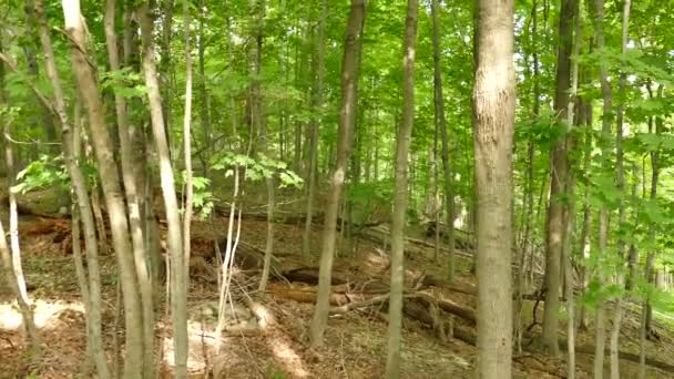 Двоє Оленів Тікають Лісі Спускаючись Пагорб Багатьма Деревами — стокове відео