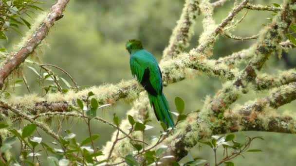 コスタリカの美しいエキゾチックなケツァル鳥の鮮明なショットで苔 — ストック動画