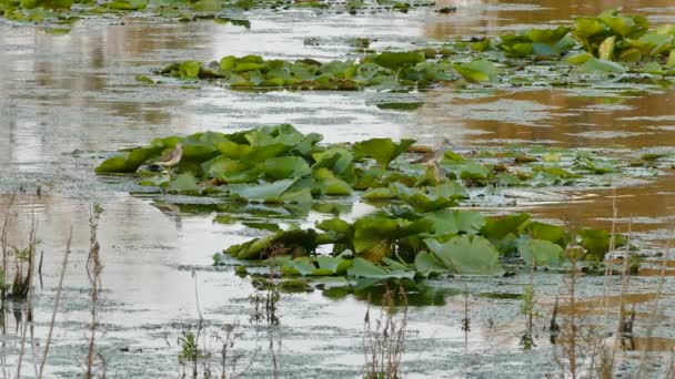 海岸線を歩き 忙しい湿地の水の上に浮かぶ睡蓮に飛び乗る — ストック動画