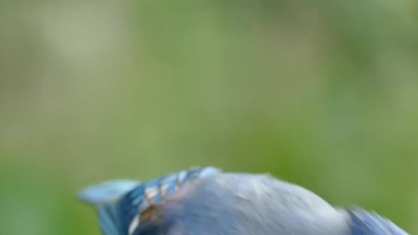 Extremo Close Blue Jay Pássaro Com Olho Preto Penas Azuis — Vídeo de Stock