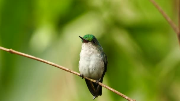 Kleiner Kolibri Mit Grünem Kopf Macht Schnelle Bewegungen Auf Ast — Stockvideo