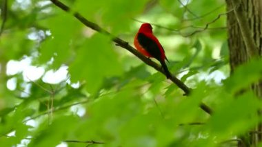 doğal arka planda güzel kuş