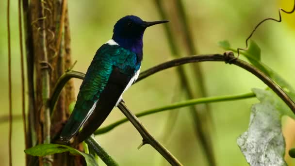Prise de vue détaillée de l'oiseau volant et s'éloignant dans la forêt 