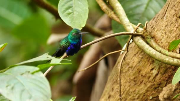 Apró Kolibri Pihen Egy Hangyafán Dzsungelben — Stock videók