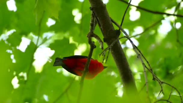 Pod Widokiem Scarlet Tanager Podczas Śpiewania Gałęzi — Wideo stockowe