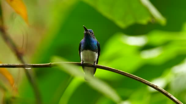 Colibrì Blu Sfondo Verde Brillante Configurazione Foresta Pluviale — Video Stock