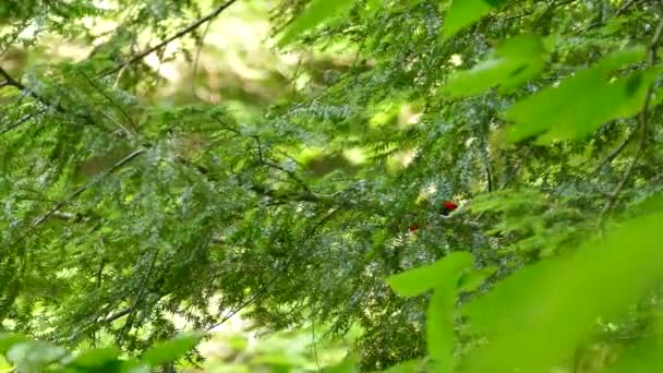 Scarlet Tanager Drží Zelenou Housenku Jako Kořist Při Skrývání Stromě — Stock video