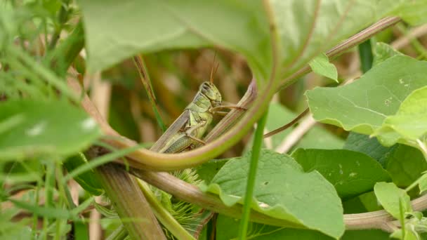 Macro Closeup Grasshopper Rubbing Its Head Arm While Plant — Stock Video