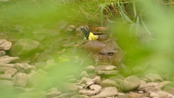 Bright Yellow Goldfinch Bathing Quiet River Stream Wet Stones — Stock Video