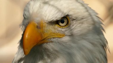 American Eagle 'ın yüzünün soldan sağa doğru aşırı yakın çekim görüntüsü