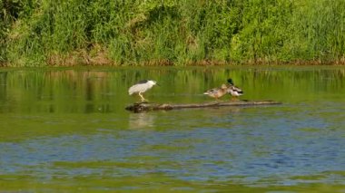 Balıkçıl ördekler gibi aynı kütüğün üzerinde dururken tüylerinden kurtulur.