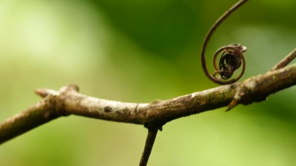 蜂鸟的巨拍不停地在树枝上飞来飞去 — 图库视频影像