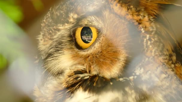 有轻微头部转动的猫头鹰眼睛的极度宏观特写 — 图库视频影像