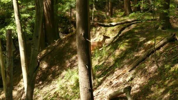 Rehe Erklimmen Einen Hügel Während Die Sonne Durch Dichte Waldbäume — Stockvideo