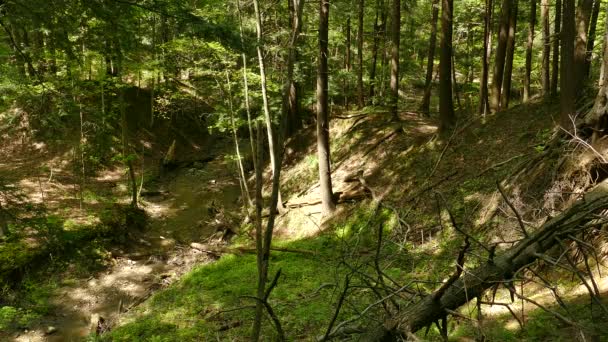Bela Paisagem Florestal Com Rio Veados Caminhando Por Árvores — Vídeo de Stock