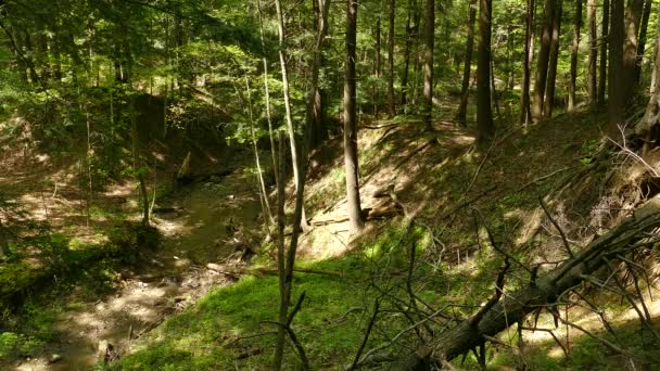 Beau paysage forestier avec rivière et cerfs marchant à travers les arbres 