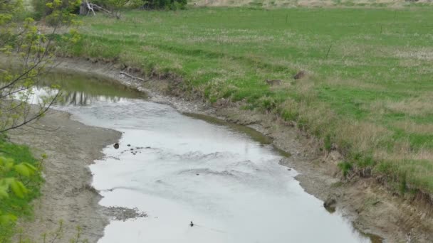 Tre Cervi Che Attraversano Fiume Uno Dopo Altro Campo — Video Stock