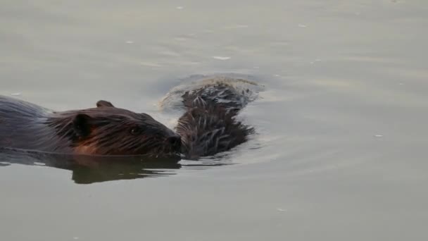 Closeup Shot Two Beavers Helping Each Other Groom Clean — Stock Video