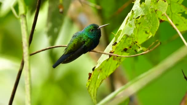 Plan parfaitement éclairé de petit oiseau dans la jungle avec des feuilles et des branches 