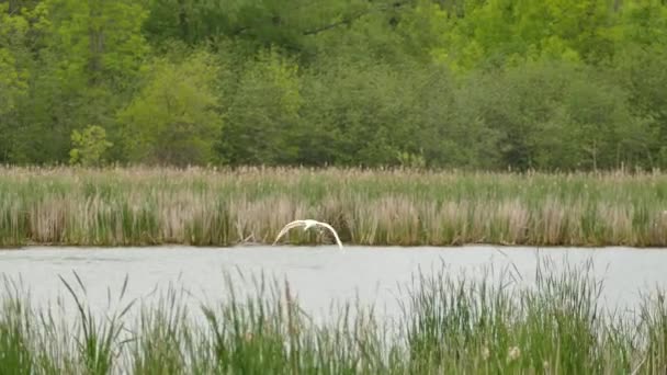 Grande Cisne Branco Voando Pousando Água Usando Pés Para Desacelerar — Vídeo de Stock