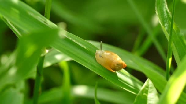 半透明的蜗牛在阳光下缓缓地爬上草丛 — 图库视频影像