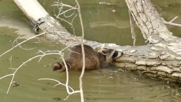 Dexterous Raccoon Finding Food Water Wood Log — Stock Video