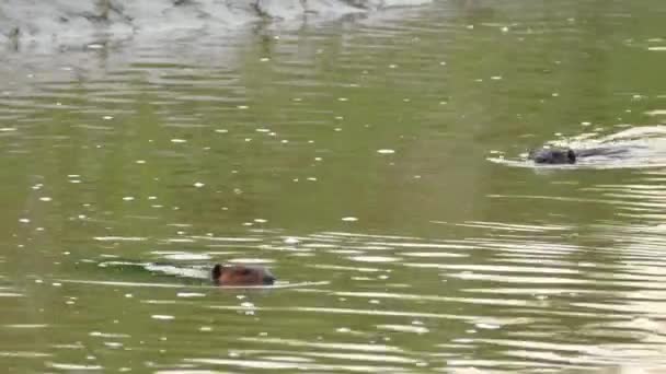 Têtes de castor nord-américaines jetant un coup d'oeil hors de l'eau dans la rivière 