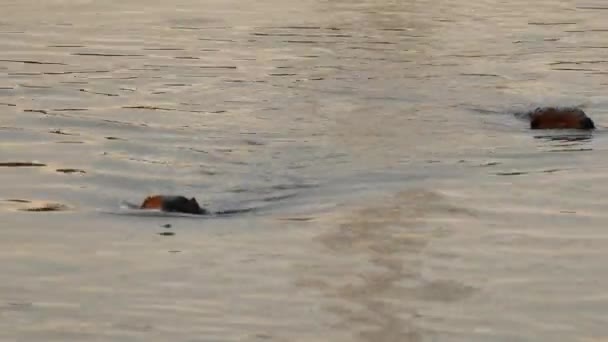 Duet Beaver Pływanie Kierunku Widza Podczas Zachodu Słońca — Wideo stockowe