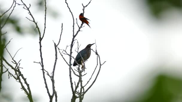 Baltimore Oriole Ląduje Drzewie Początkowo Zajętym Przez Green Heron — Wideo stockowe