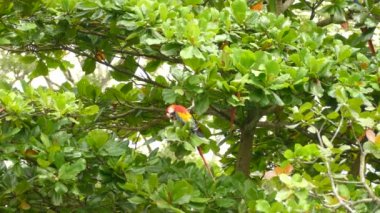 Kızıl Macaw cevizli meyvelerle beslenir ve onu çevik pençeleriyle tutar.