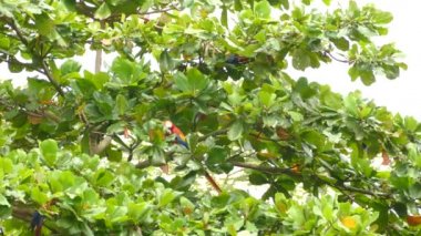 Kosta Rika 'daki Scarlet Macaw papağan kuşlarının kısa, orta ve geniş görüşleri
