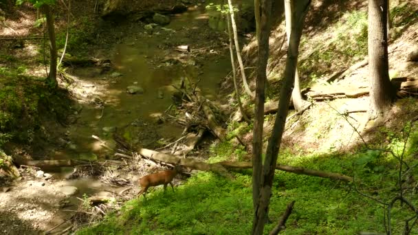 Cerf Marchant Long Rivière Sur Terrain Montagneux Dans Cadre Calme — Video