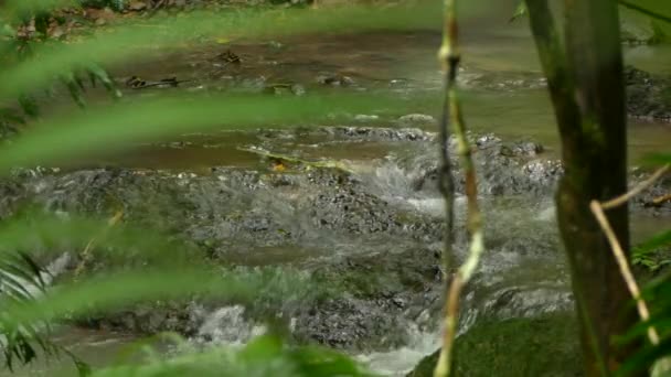 ヤシの葉を通して見る太陽の光によって美しい水の流れが照らされます — ストック動画