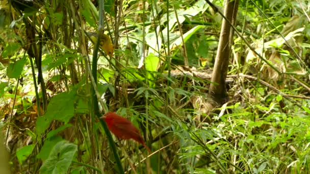 Rare Sight Two Exotic Birds Frame Taking Same Time — Stockvideo