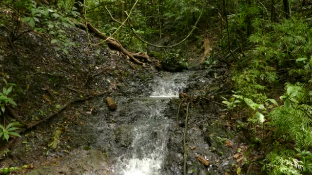 かなり中央アメリカの熱帯雨林での水の三角形のショットカスケード — ストック動画