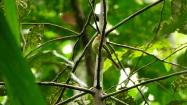 Orta Amerika 'nın oldukça egzotik sarı kuşu tünediği sırada gürültü yapıyor.