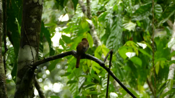 Extended Dual Shots Exotic Trogon Perched Wet Humid Rainforest — Stockvideo