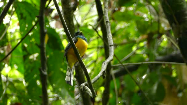 Half Minute Shot Beautiful Trogon Bird Perched Swinging Lightly — Stockvideo