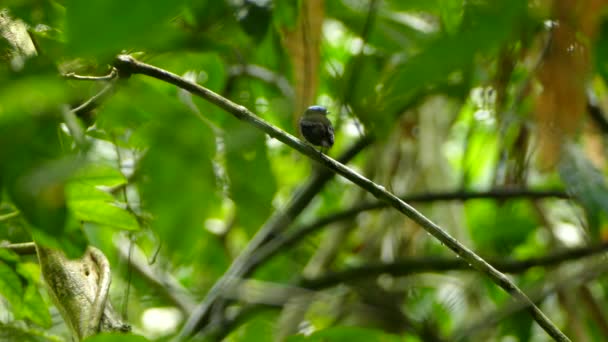 Blue Capped Manakin Proudly Standing Single Branch Focus — Stock Video
