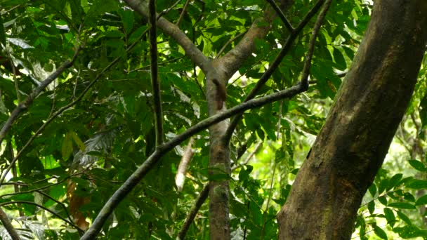 Brown Woodcreeper Bird Hopping Tree Panama Rainforest — Stockvideo