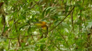 Panama açık ormanlarında birbirini takip eden iki ötleğen ötleğeni.
