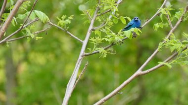 Çift vuruş Indigo Bunting parlak mavi kuş umut dalları
