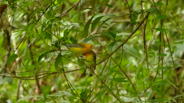 Paar Prothonotaire Warblers Die Elkaar Volgen Panama Open Bos — Stockvideo