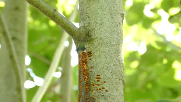 Powiększ Ujęcie Kolibra Pogrążającego Dziób Wypełnionej Soczkami Dziurze Drzewie Aby — Wideo stockowe
