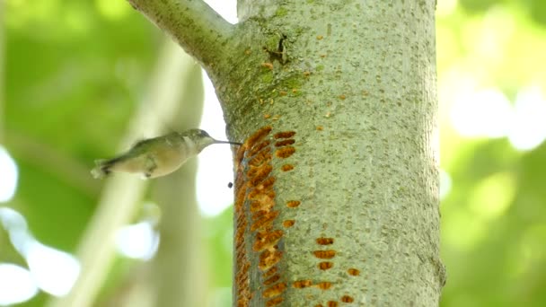 Koliber Żywiący Się Dziurami Drzewie Wypełnionymi Sokiem Stworzonym Przez Sapsuckera — Wideo stockowe